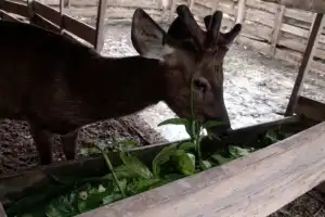 Rusa di Kandang Kayu: Wisata Ilegal atau Komoditas yang “Tersesat” di Pulau Hanaut?